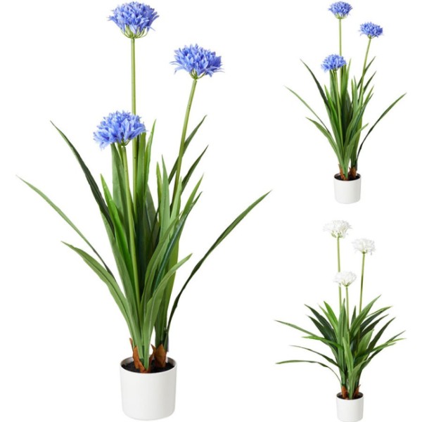 Maceta de agapanto, colores surtidos, 70 x 120 cm